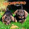 Dachshund Puppies | 2026 12 x 24 Inch (Hanging) Monthly Square Wall Calendar | Plastic-Free | BrownTrout | Animals Dog Breeds Puppy